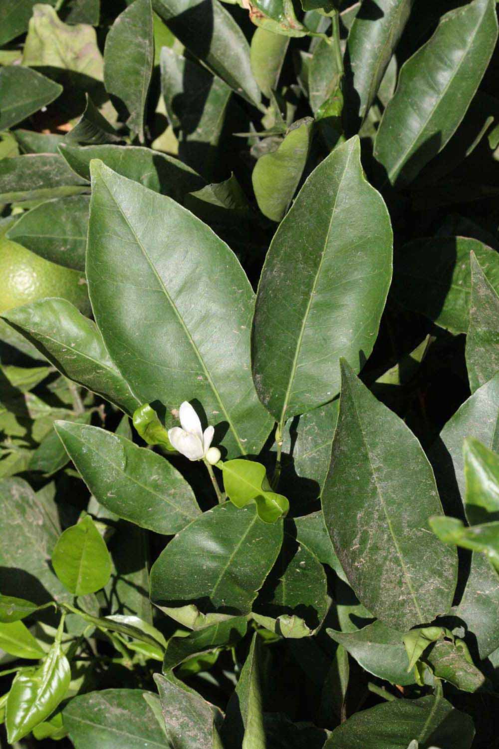              Sun leaves (Riverside, CA)       